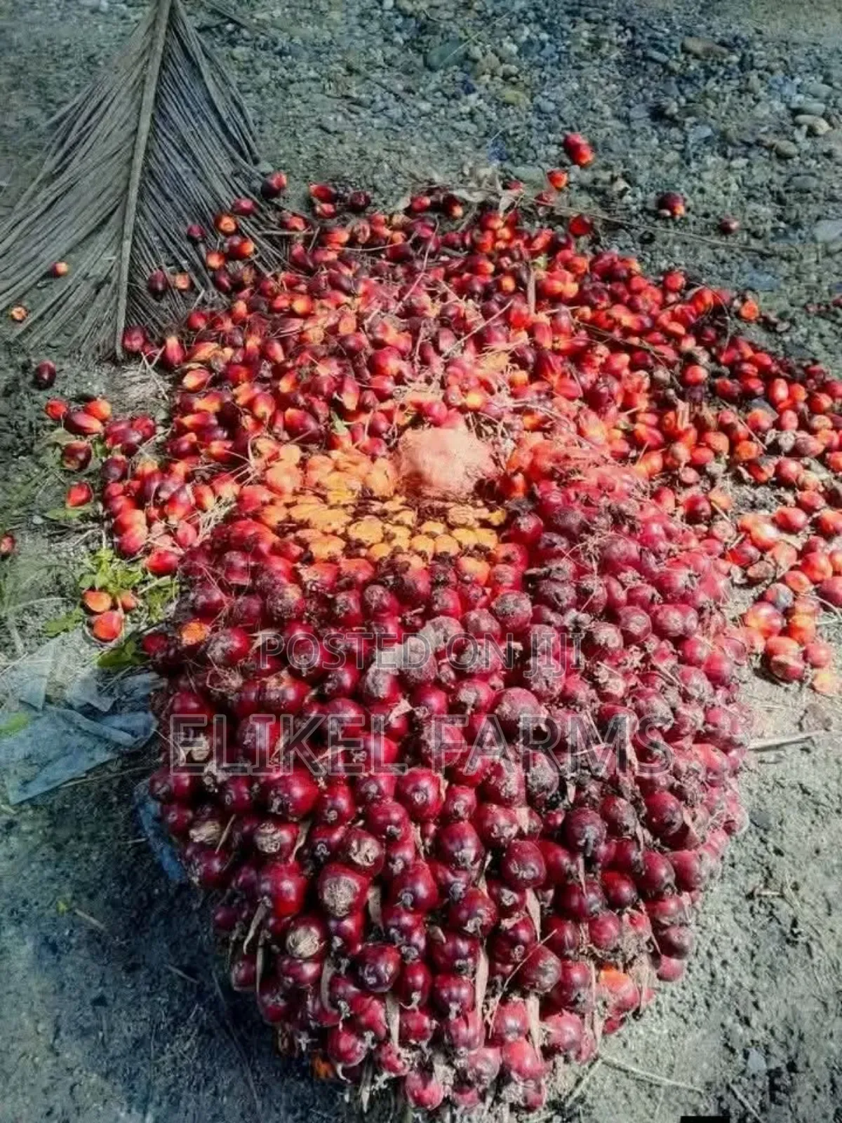 Nursed Tenera Oil Palm Seedlings for Sale. Bulk Purchase Only.