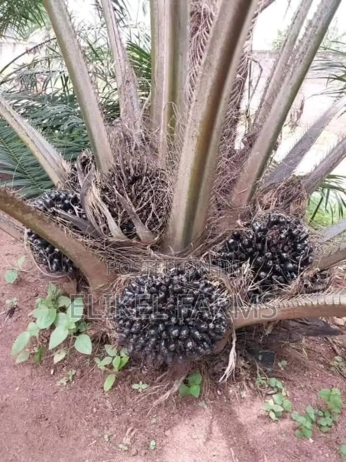 Nursed Tenera Oil Palm Seedlings for Sale. Bulk Purchase Only.