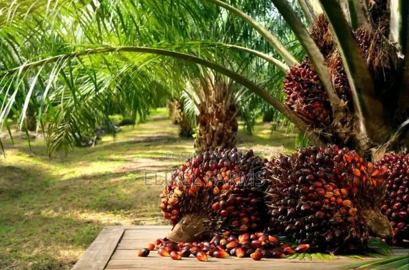 Nursed Tenera Oil Palm Seedlings for Sale. Bulk Purchase Only.