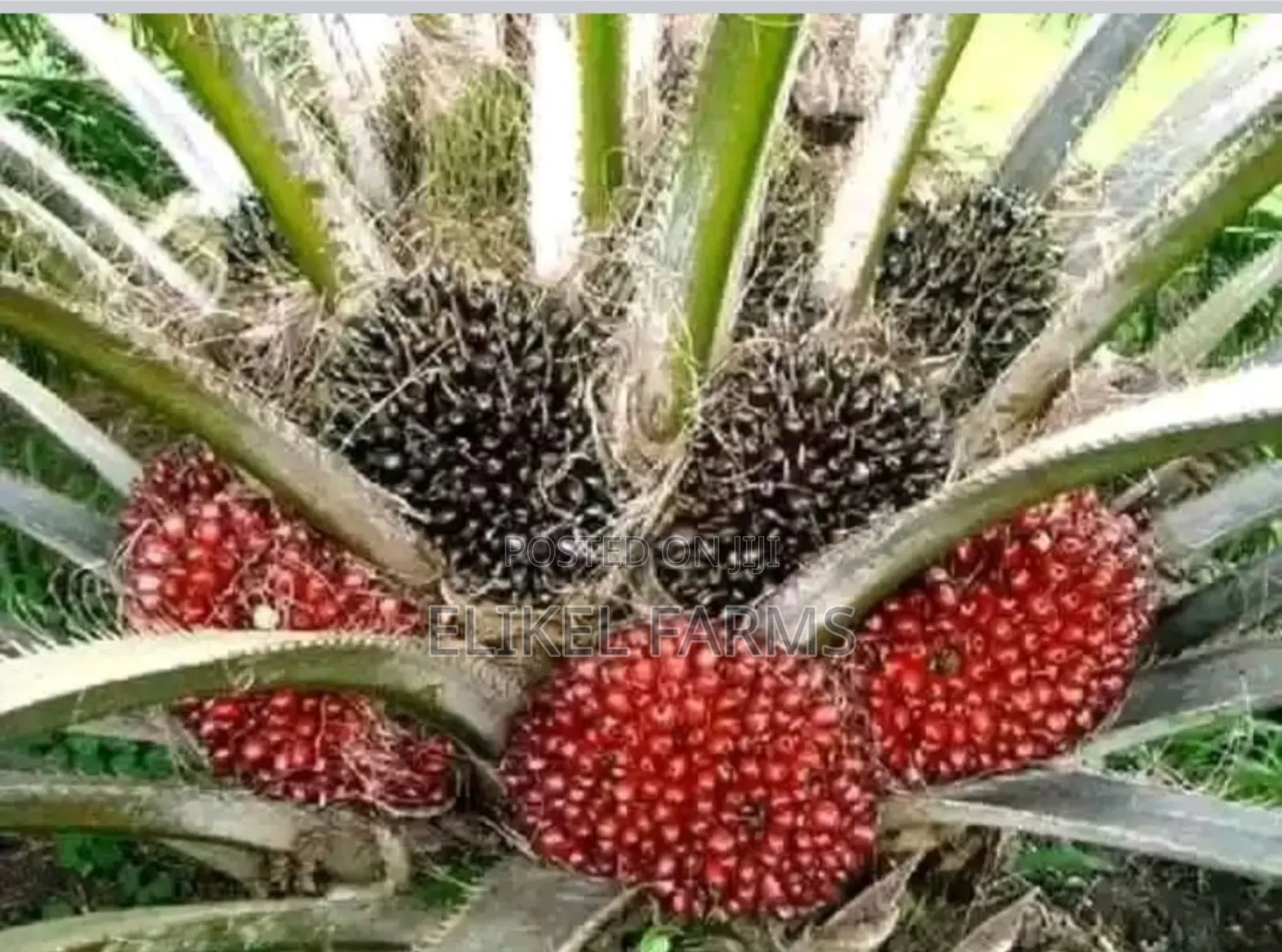 Nursed Tenera Oil Palm Seedlings for Sale. Bulk Purchase Only.