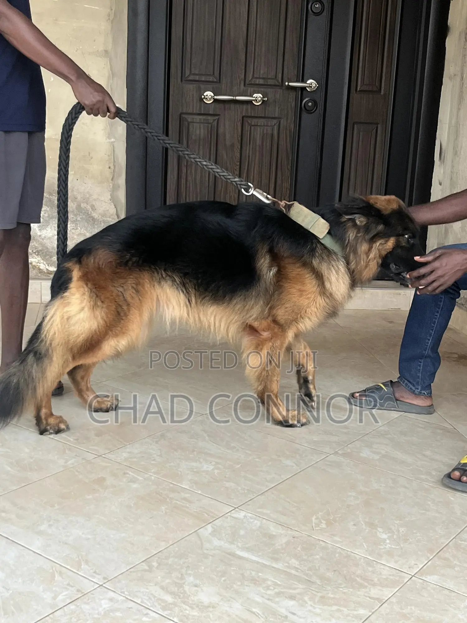6-12 months Male Purebred German Shepherd