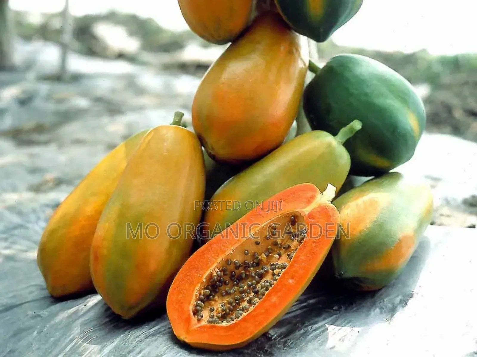 Maradol Papaya Plant