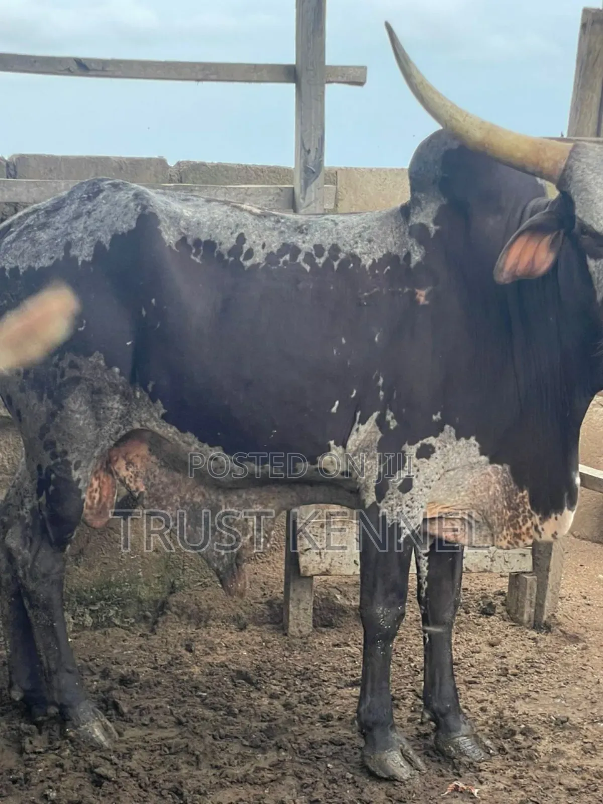Healthy Cows