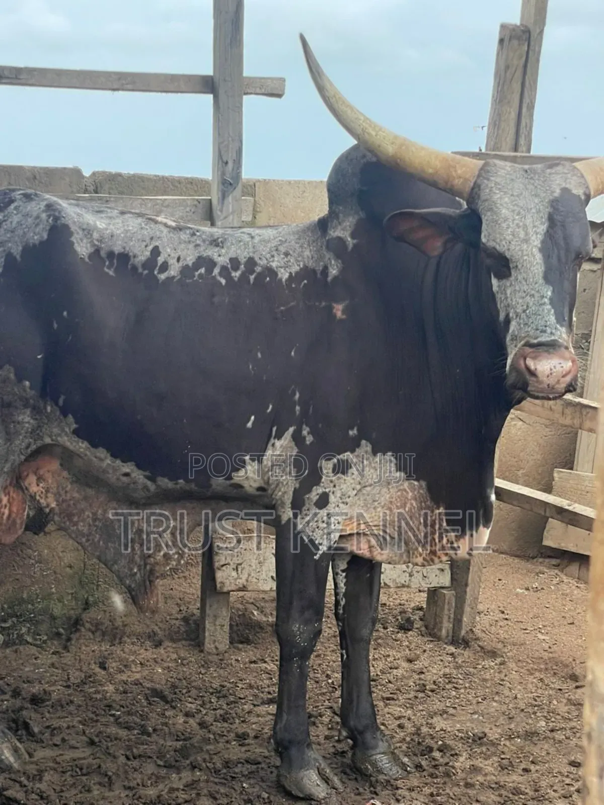 Healthy Cows