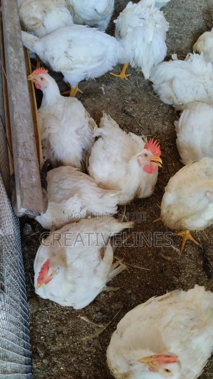 Poultry Chicken
