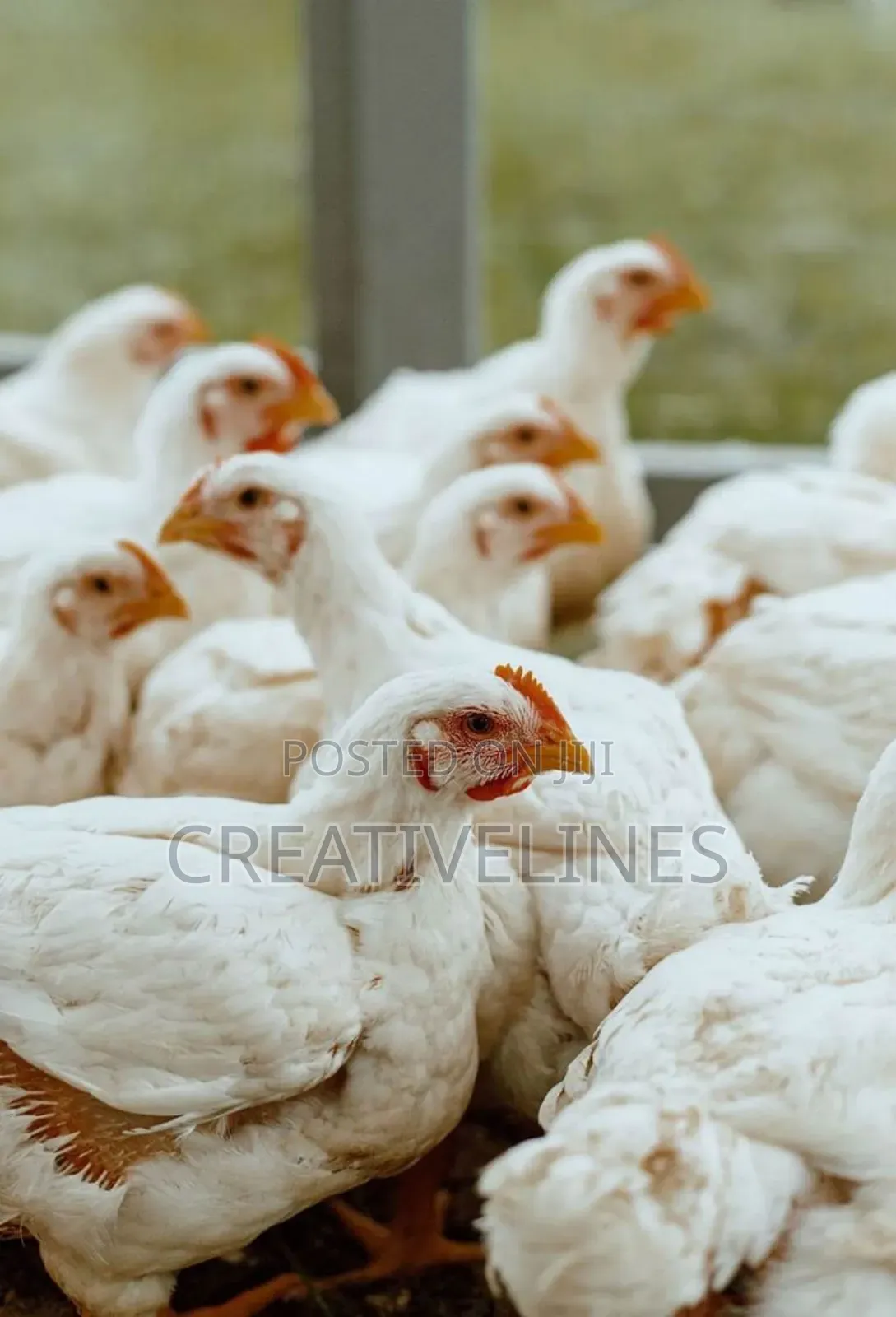 Poultry Chicken