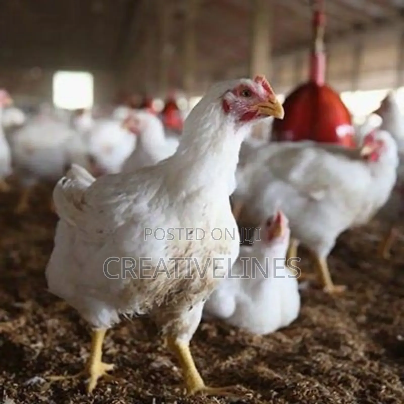 Poultry Chicken