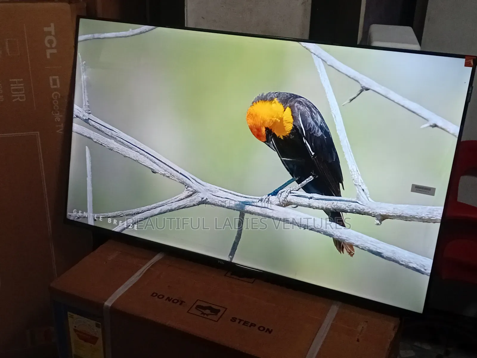 TCL 43-Inch Hd Tv – Clear Images, Powerful Sound