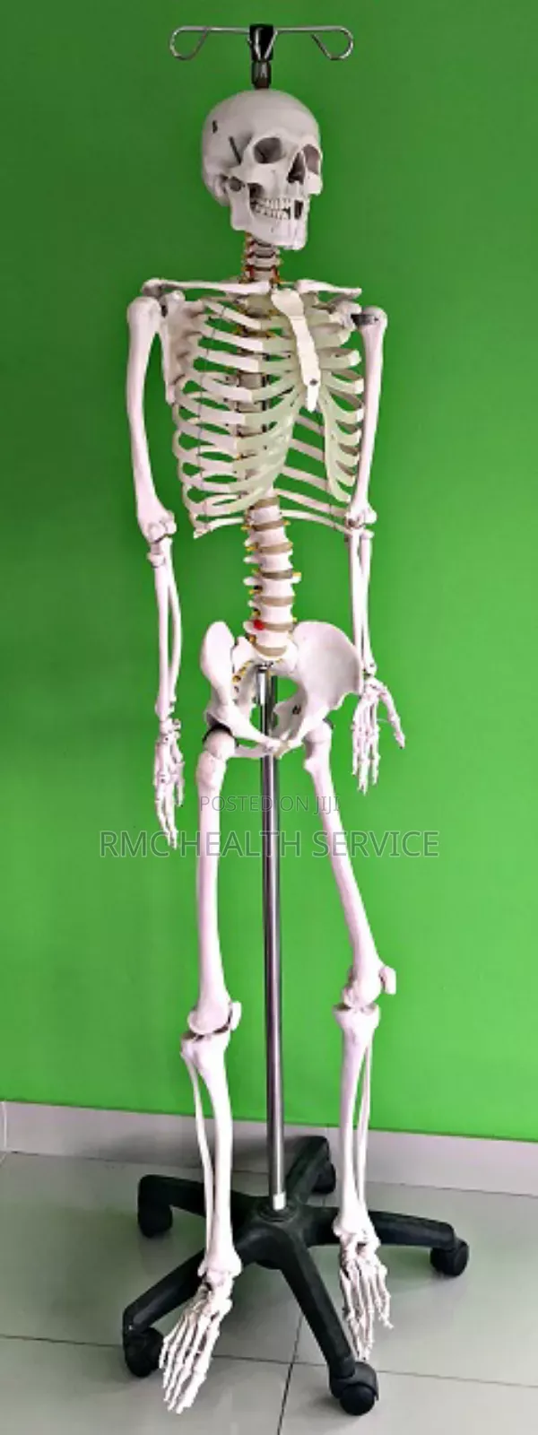 Skeletal System