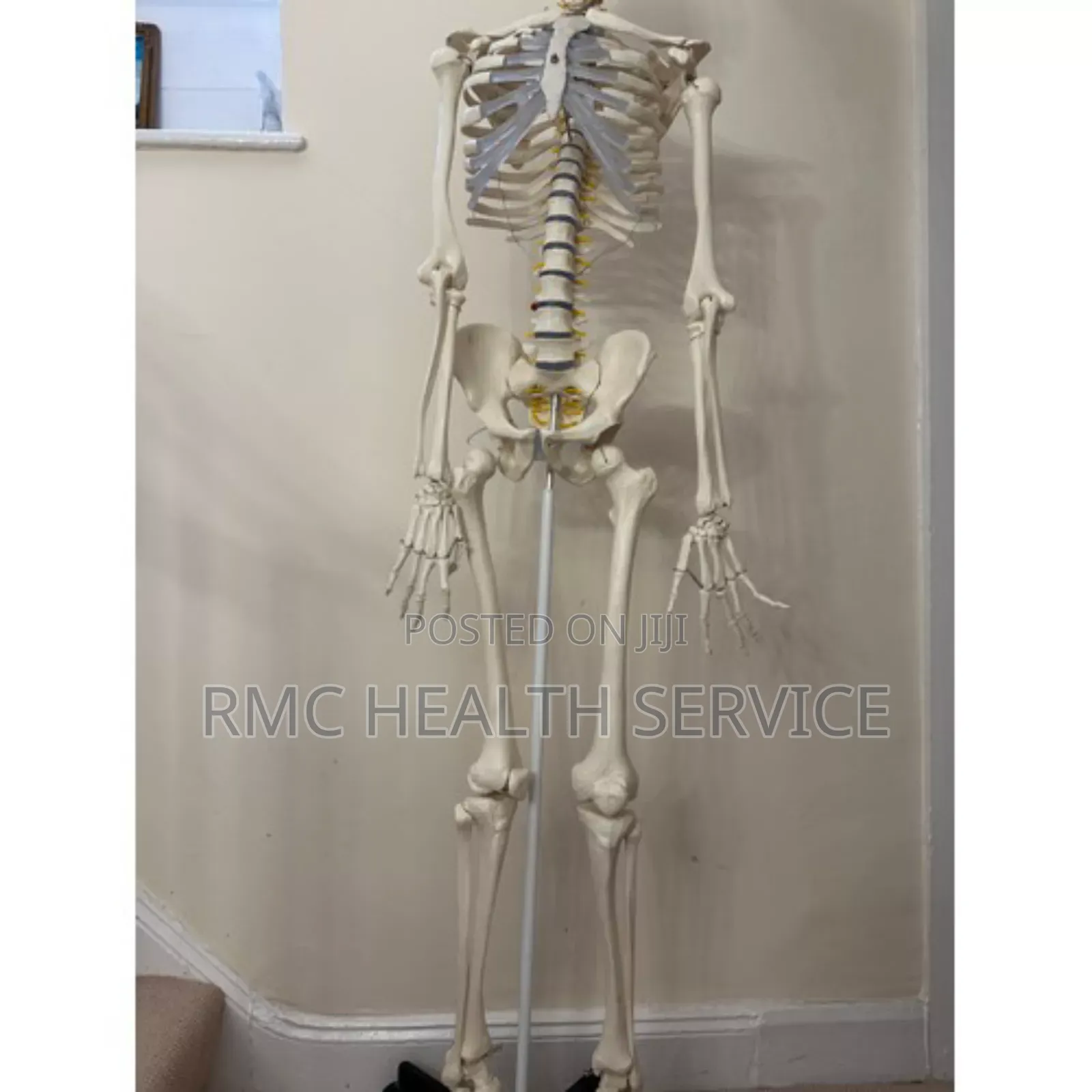 Skeletal System