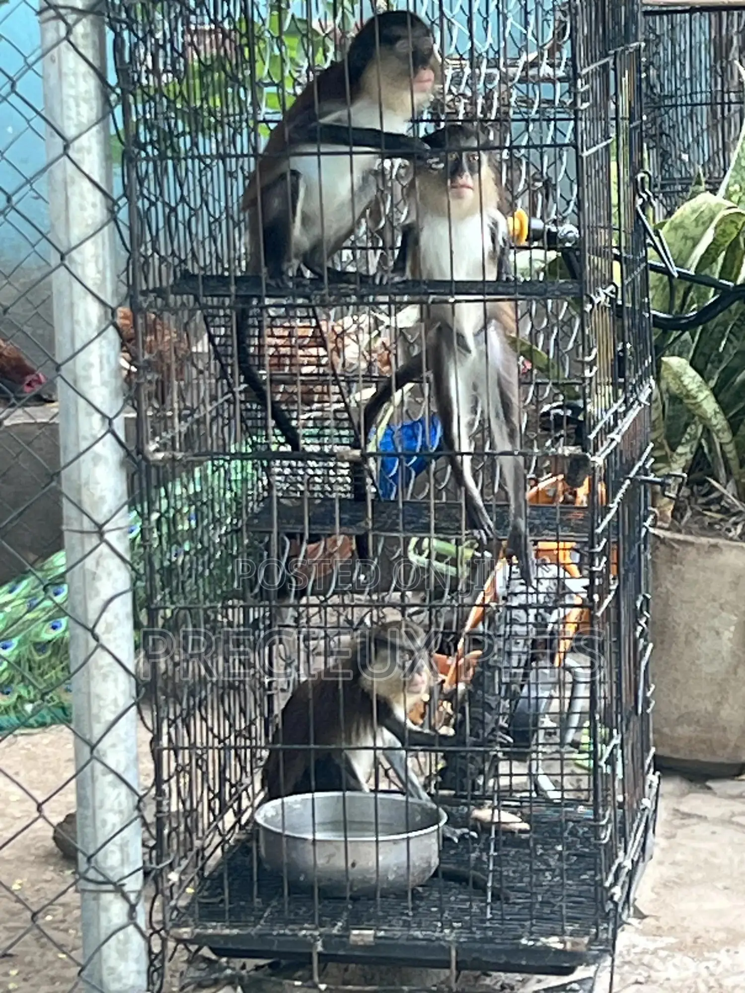 Western Mona Mammals African House Pets