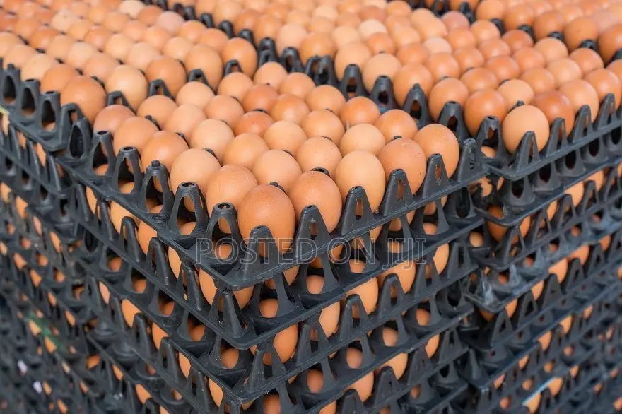 Organic Eggs