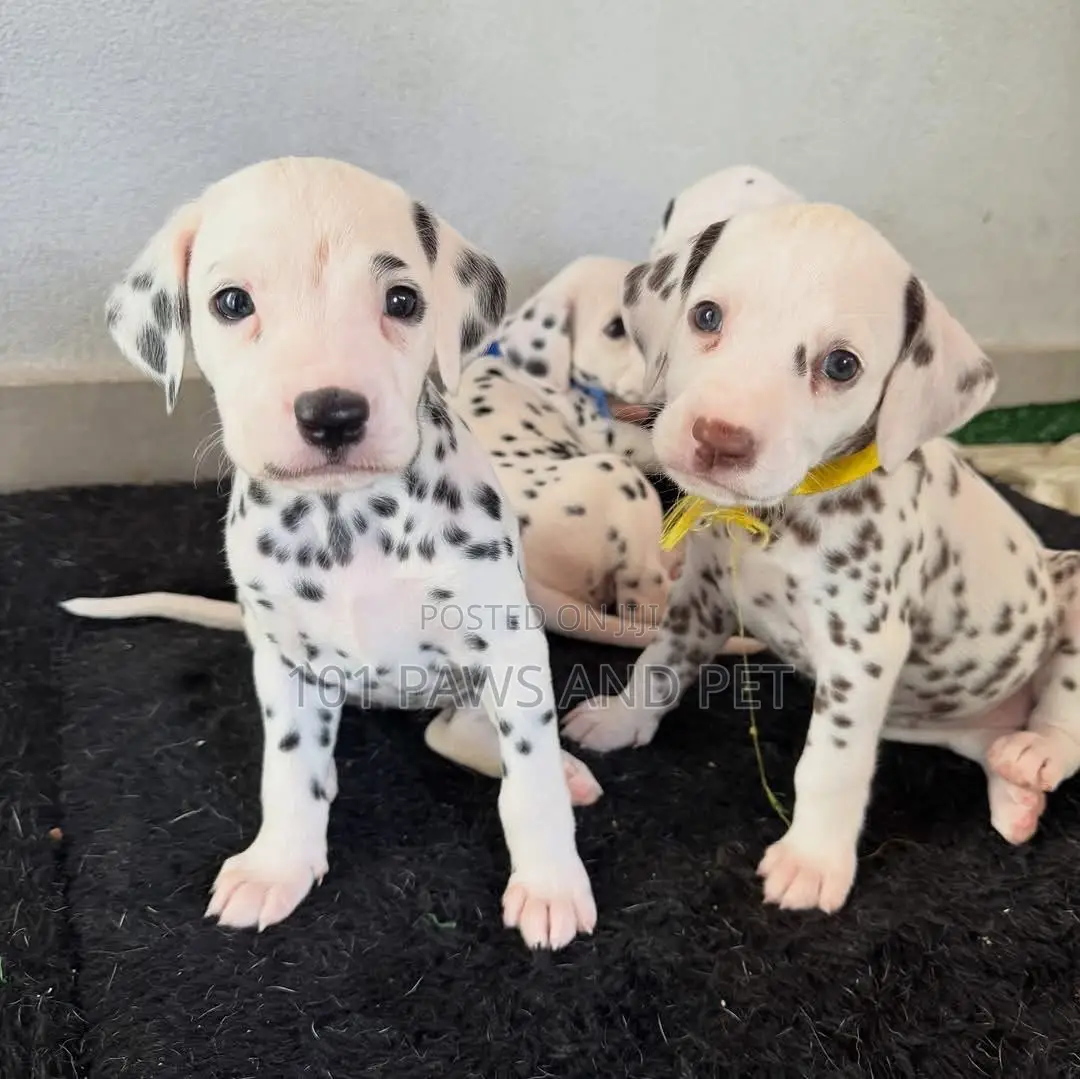 1-3 months Female Purebred Dalmatian