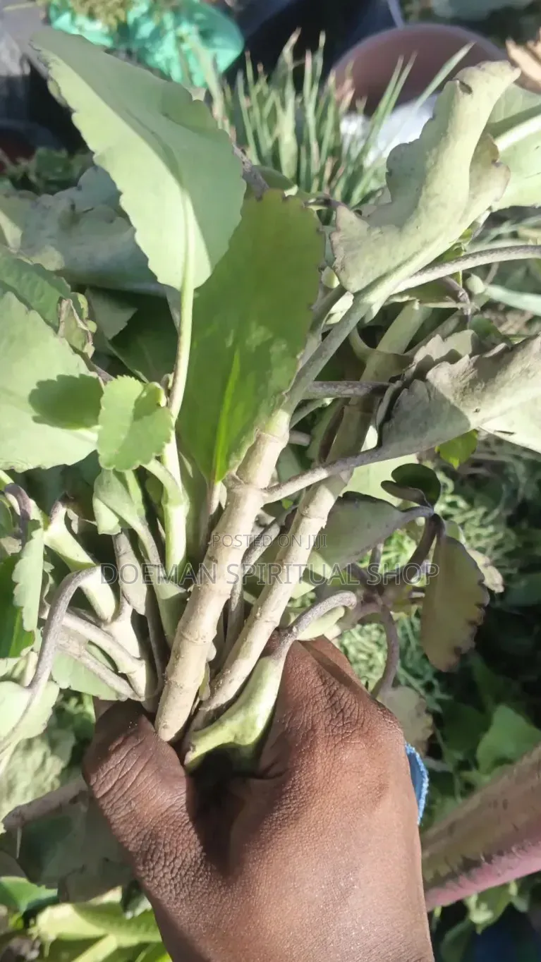 Tameawu/Miracle Leaves