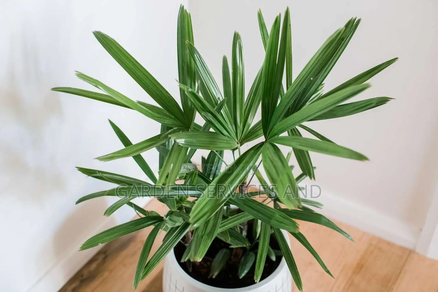 The Lady Palm