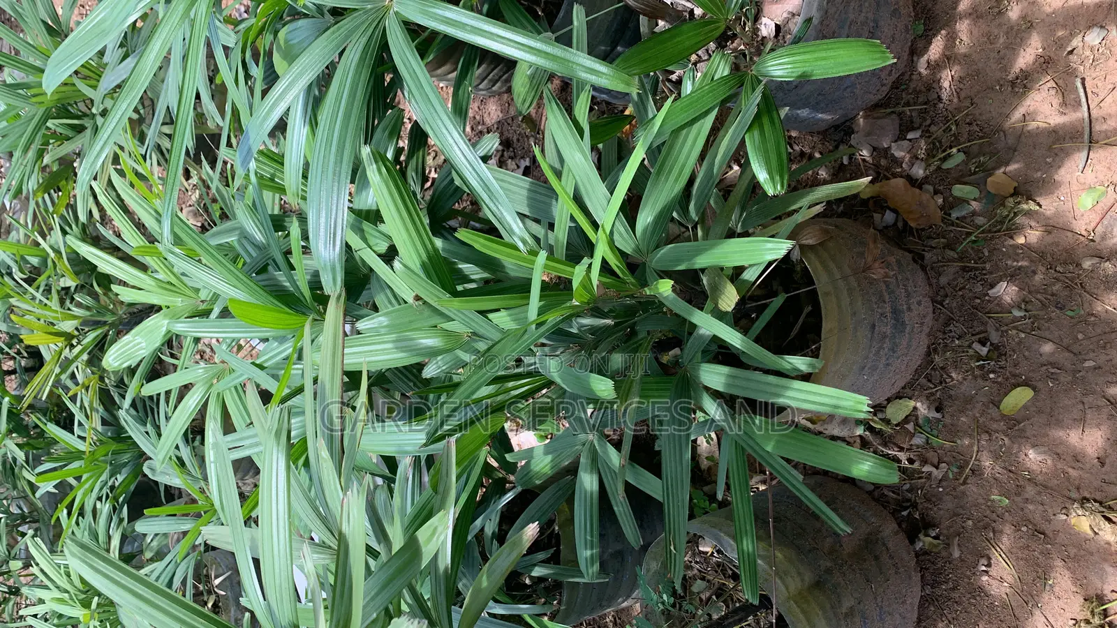 The Lady Palm