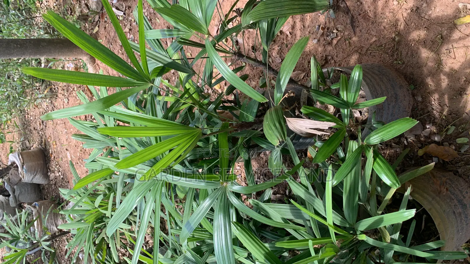 The Lady Palm