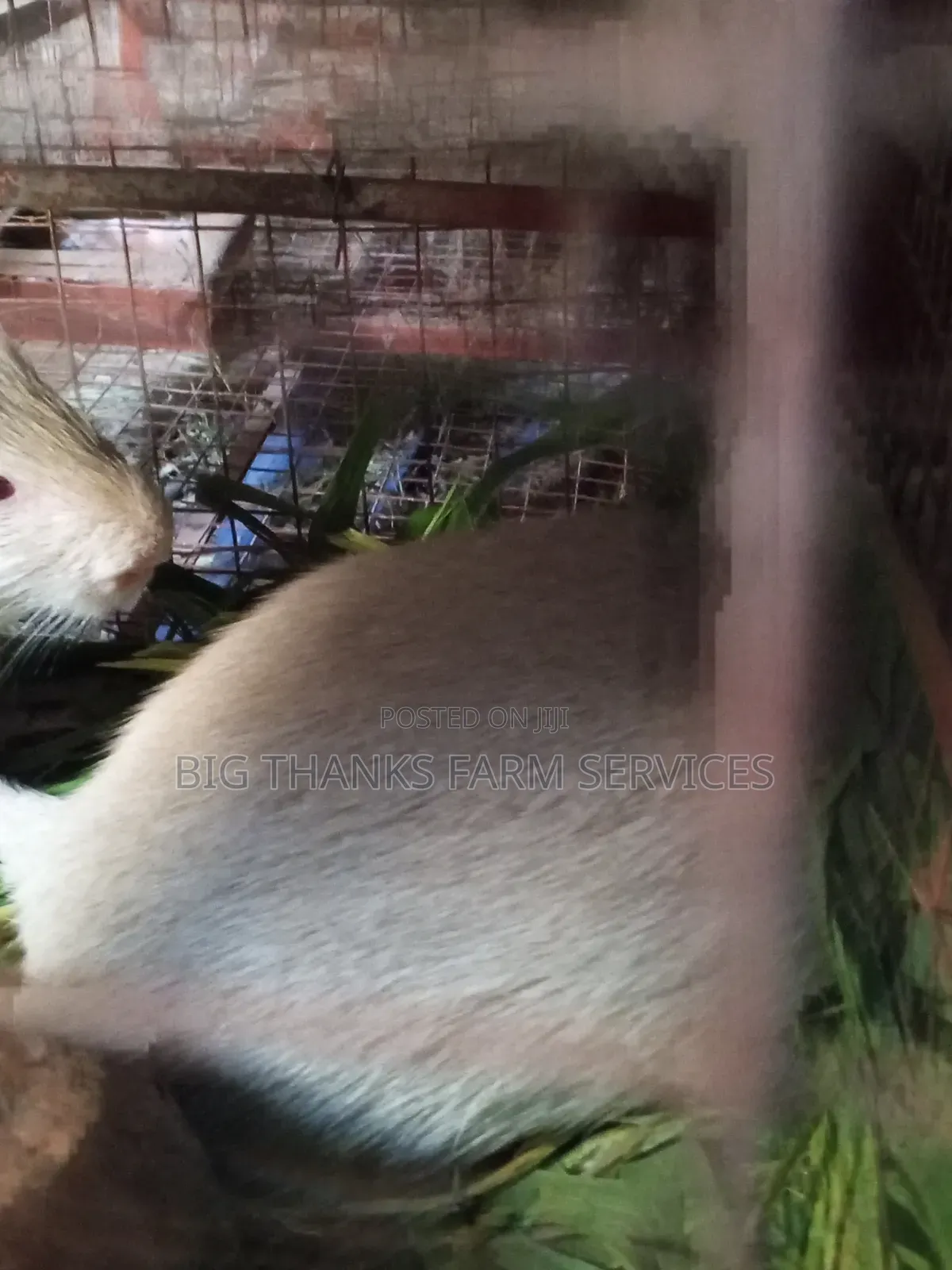 2 Years Male Big Albino Grasscutter