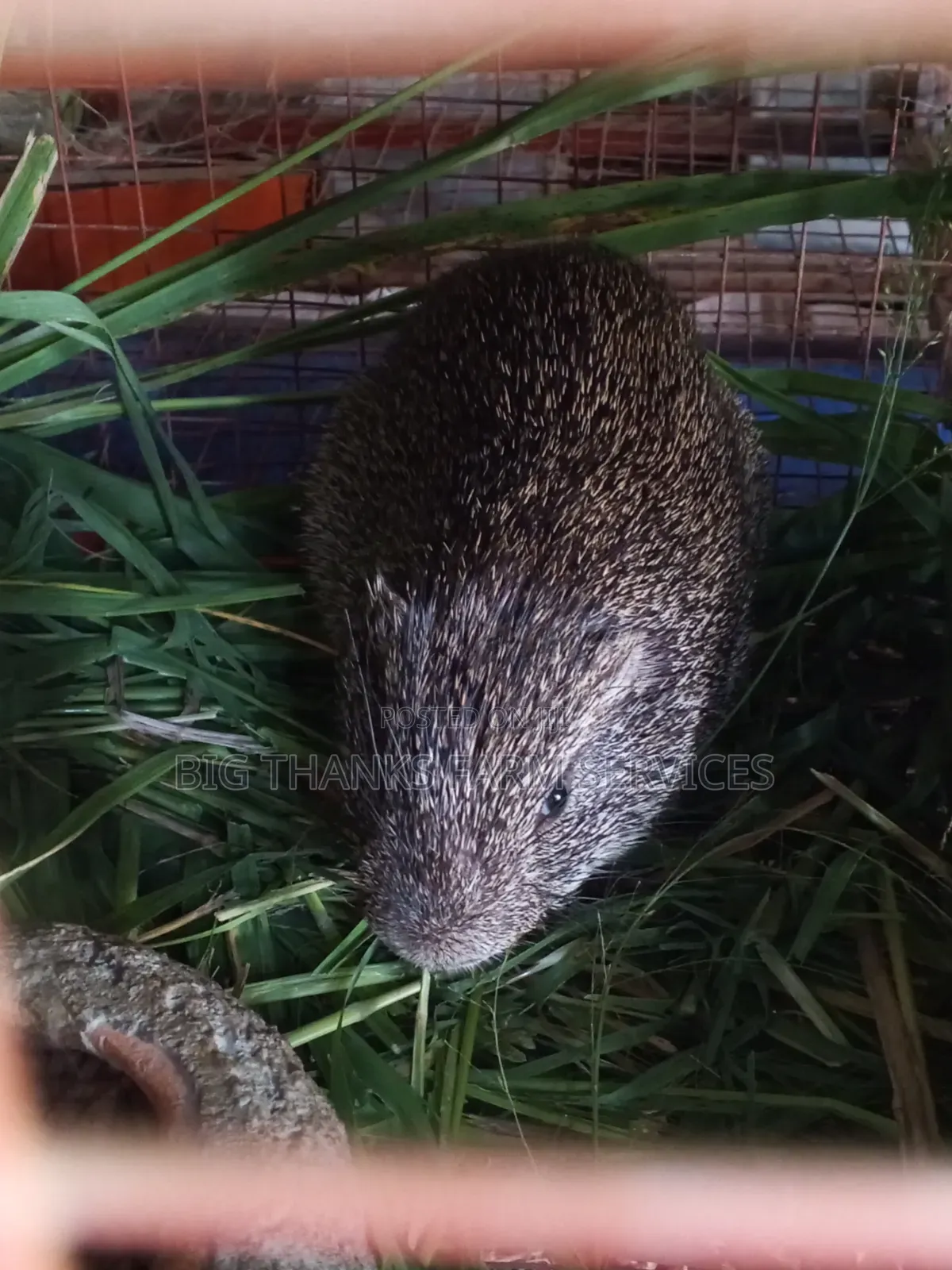 6months Male Grasscutter