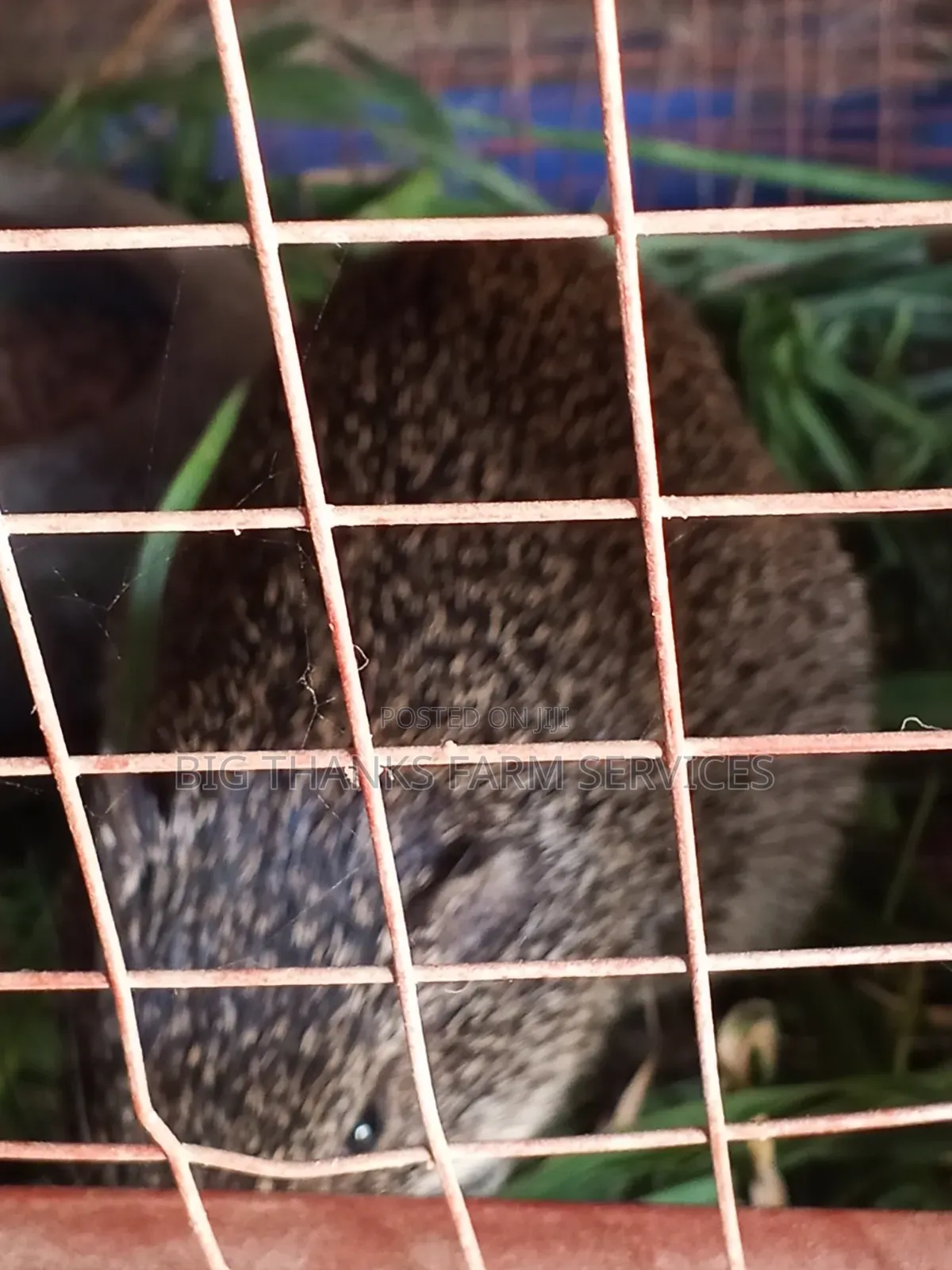 8 Month Male Grasscutter for Crossing/Meat