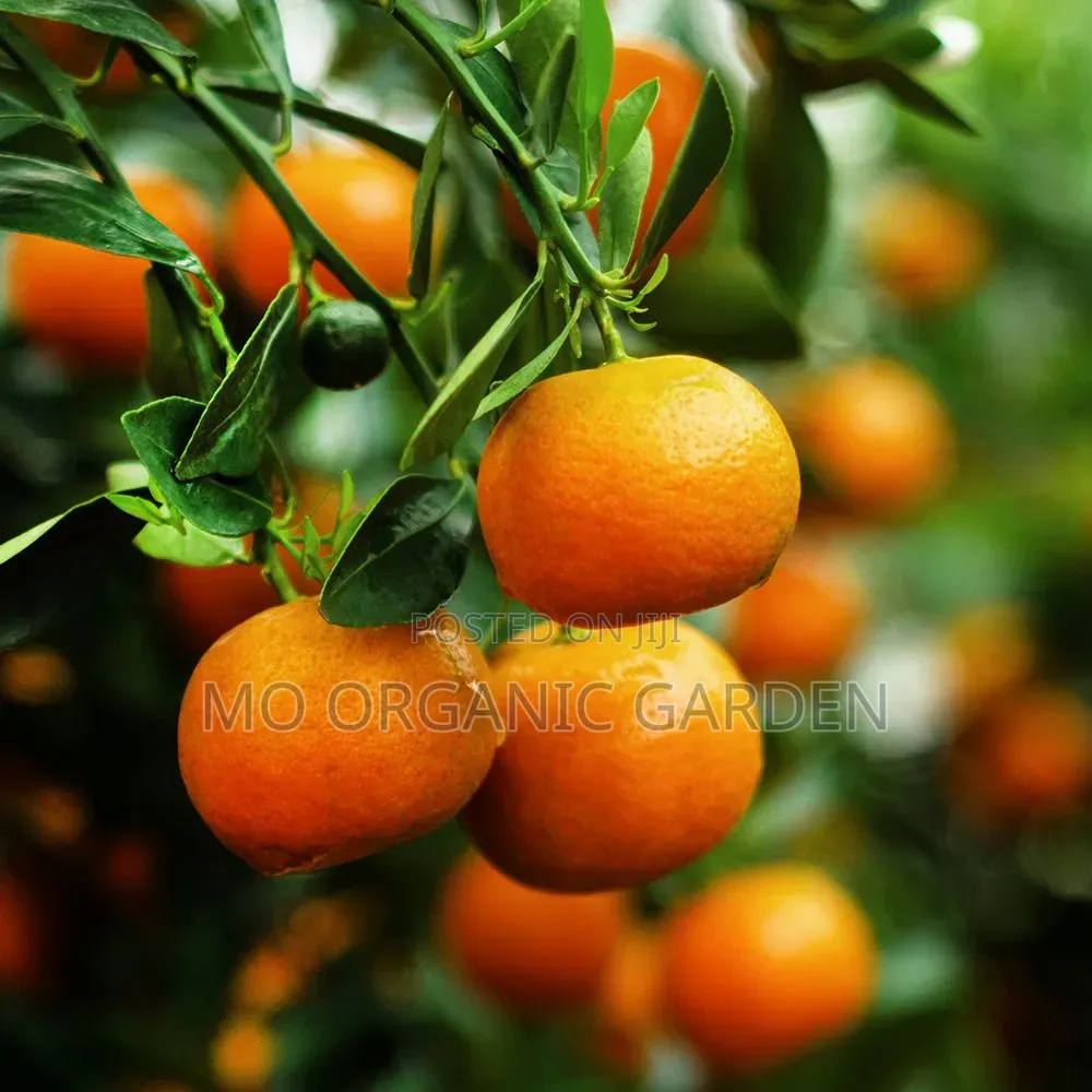 Clementine Orange Plant Seedling