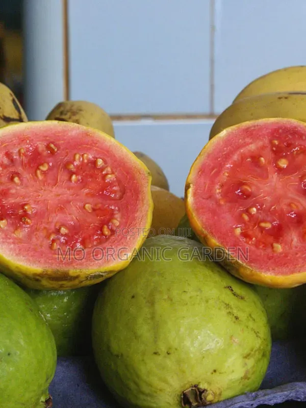 Exotic Red Jumbo Guava Plant Seedling