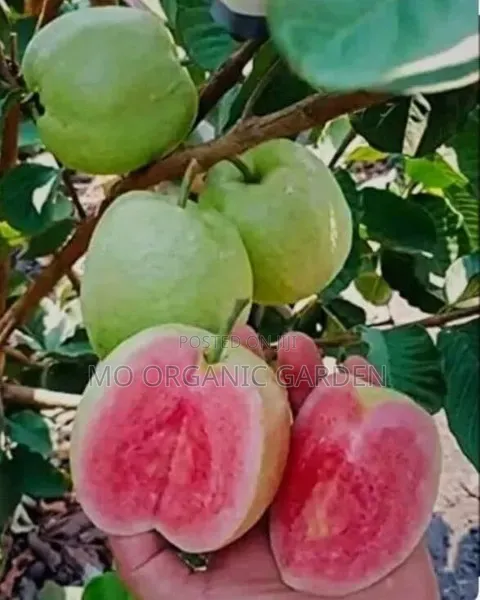 Pink Thai Guava Guava Seedlings/ Plant