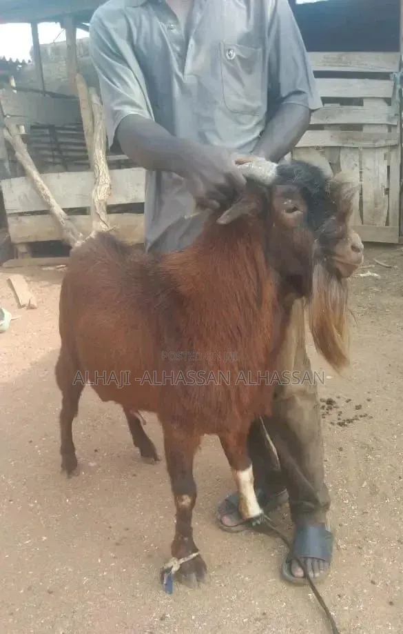 Two Brown Big Male Goat