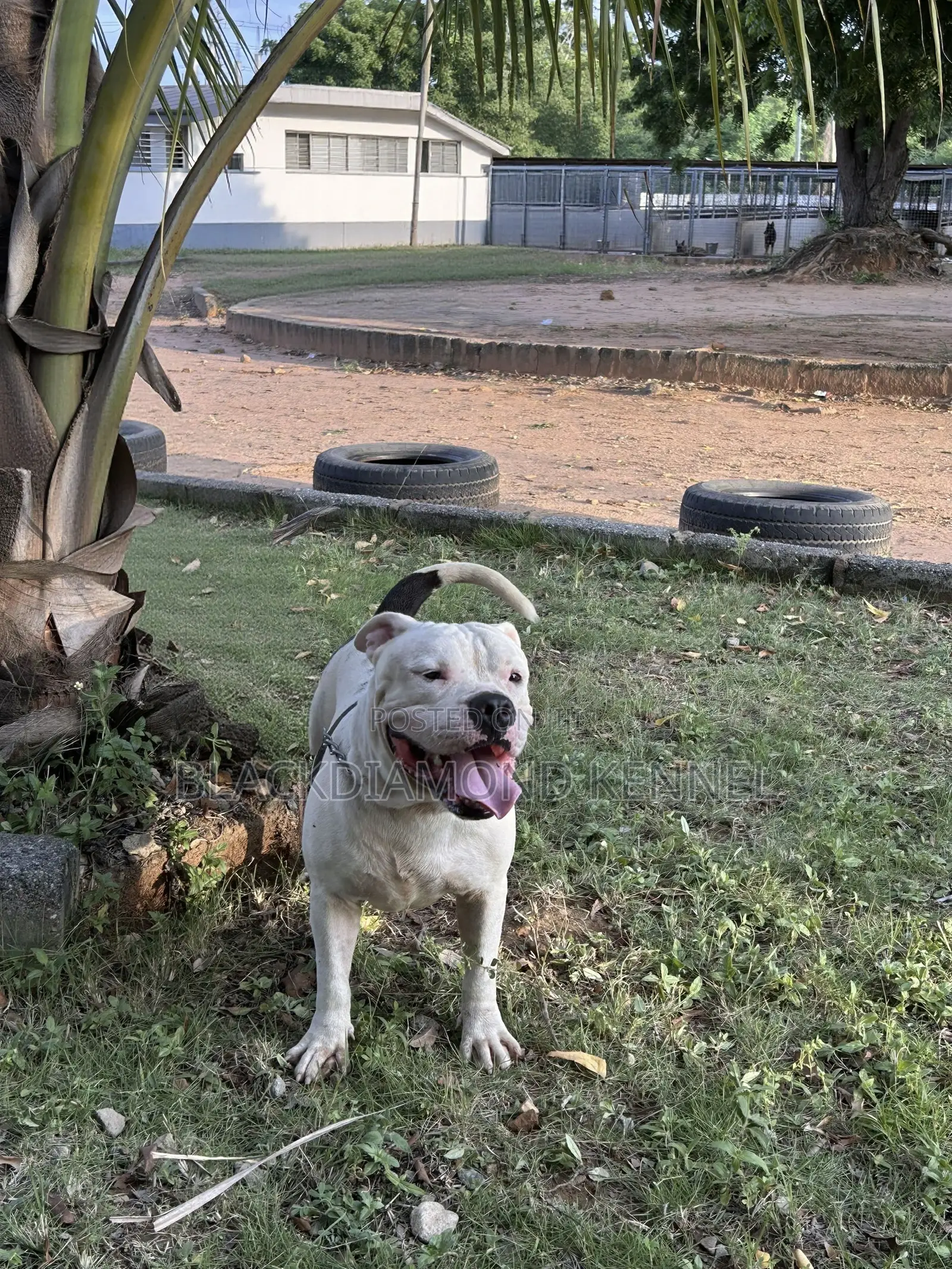 1+ year Male Purebred American Bulldog