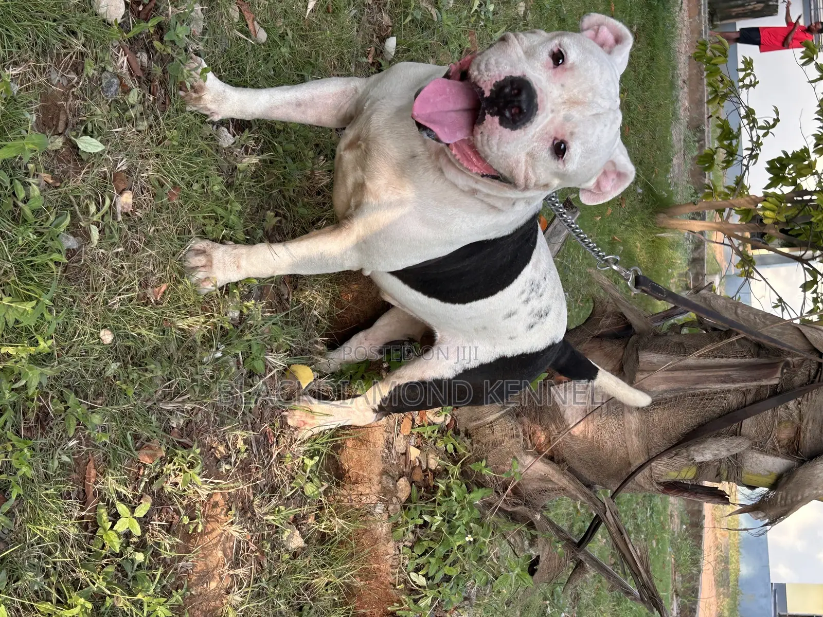 1+ year Male Purebred American Bulldog