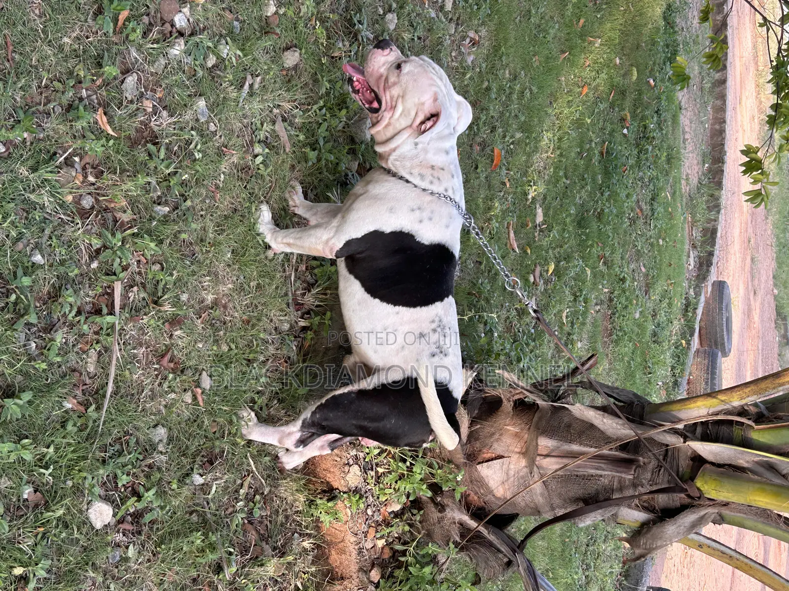 1+ year Male Purebred American Bulldog