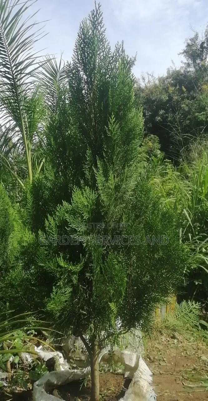Pencil Thuja