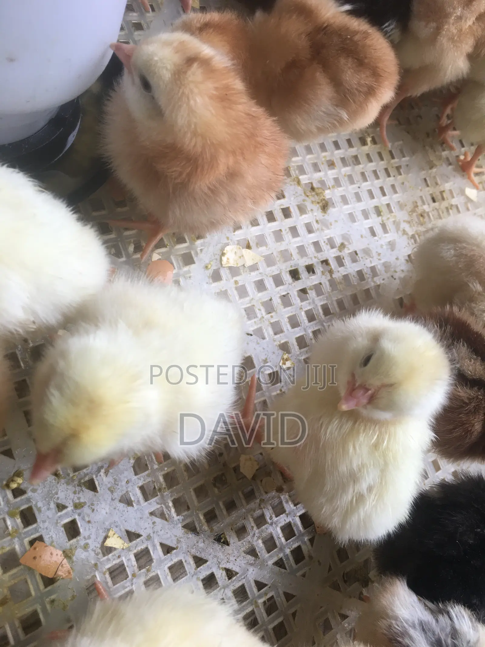 Day Old Chicks