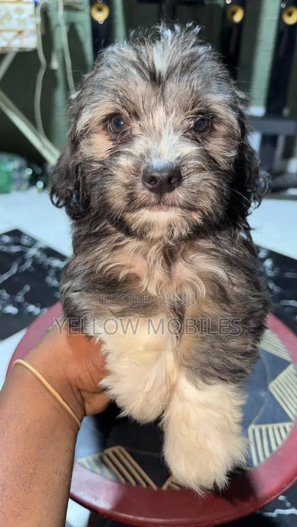 1-3 months Male Purebred Poodle