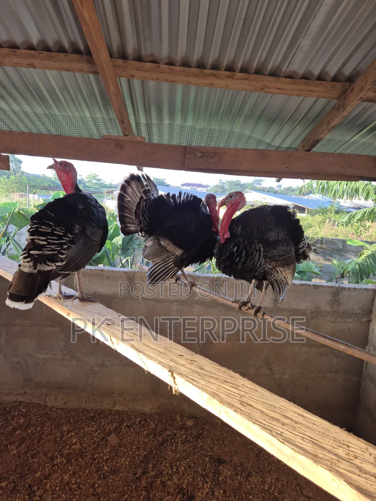 Males and Females Turkeys Are Available for Sale.
