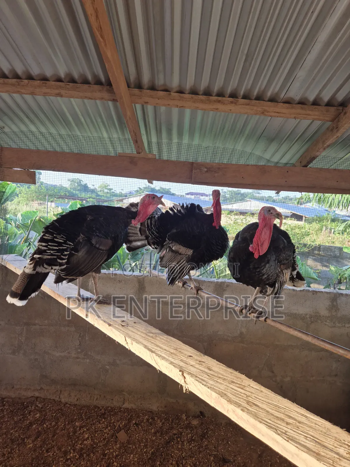 Males and Females Turkeys Are Available for Sale.