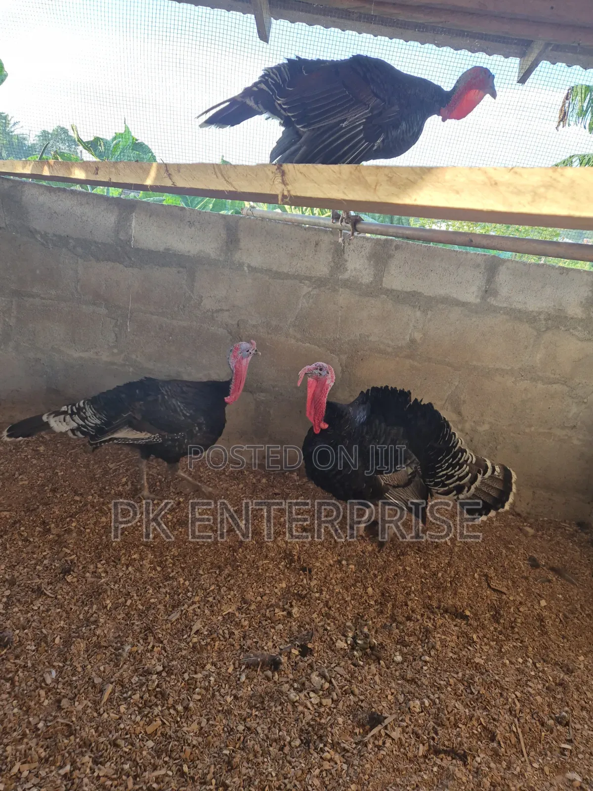 Males and Females Turkeys Are Available for Sale.