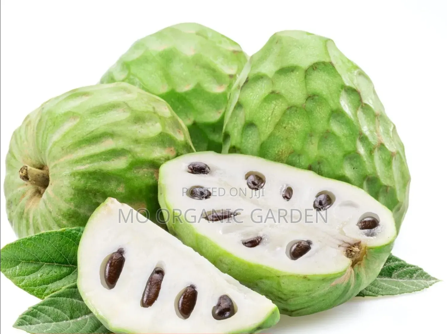 Cherimoya Plant Seedling