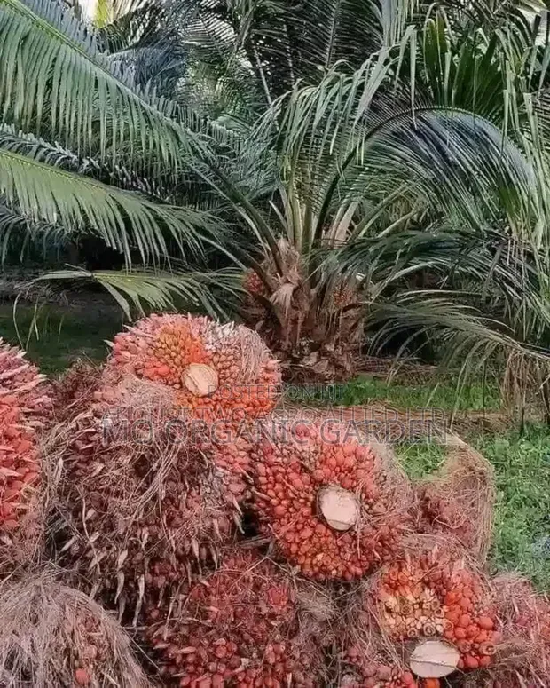 Hybrid Tenera Palm Tree Plant Seedling