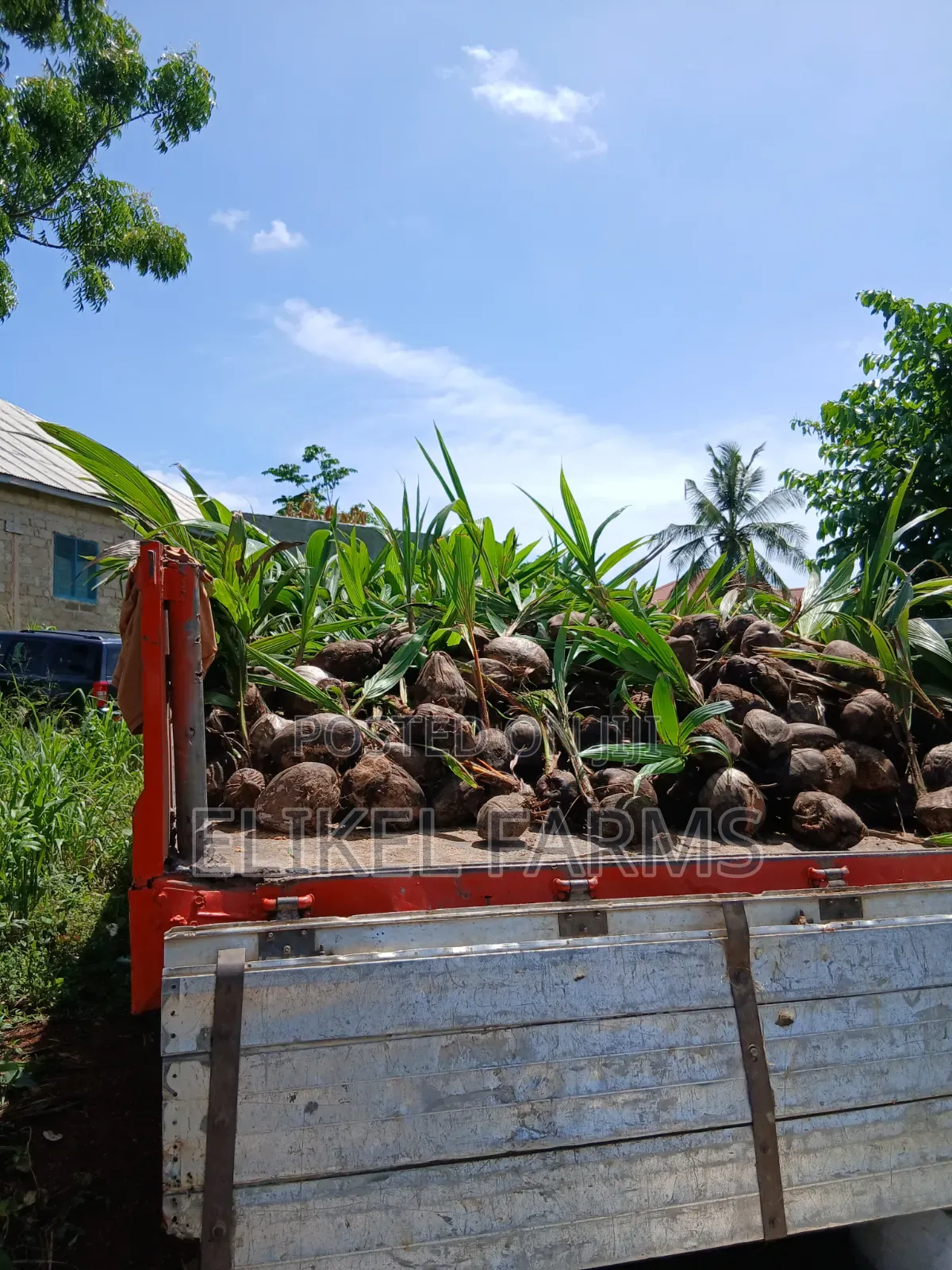 Abundant Harvest Malaysian Dwarf And Hybrid Coconut Seedlings