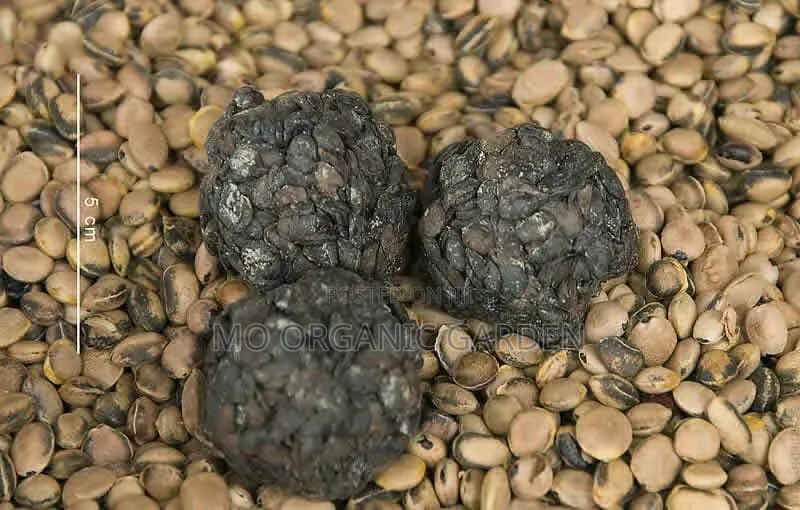 African Locust Bean (Dawadawa)Plant