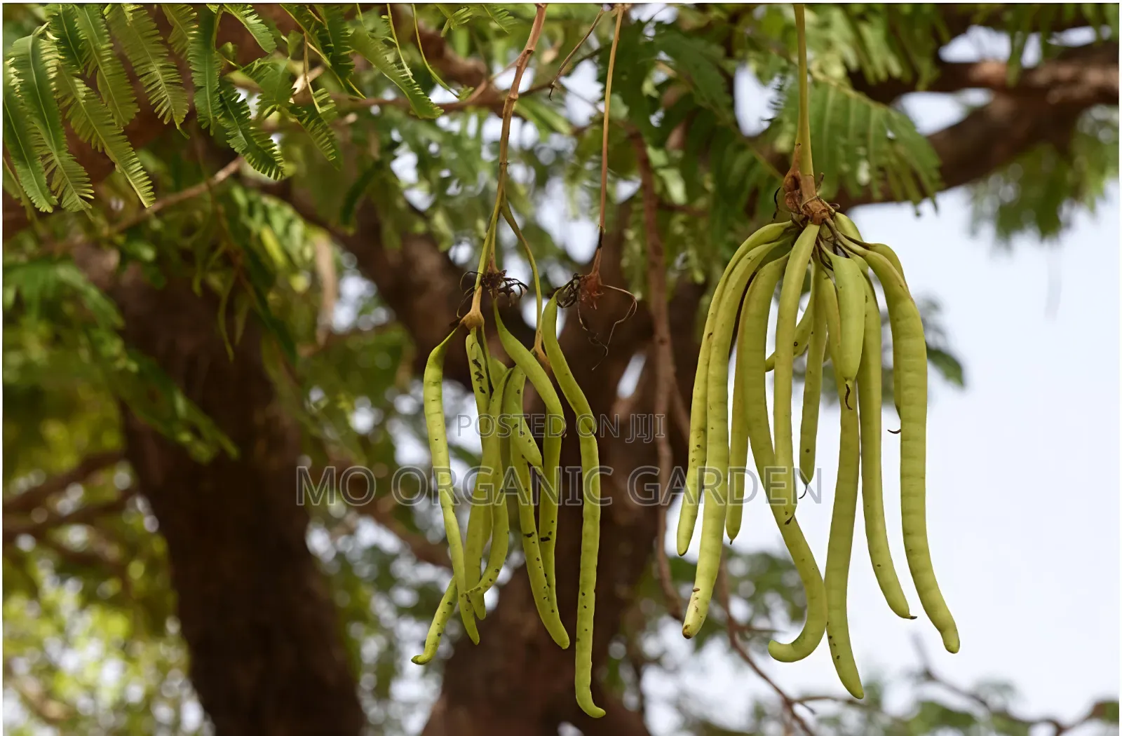 African Locust Bean (Dawadawa)Plant