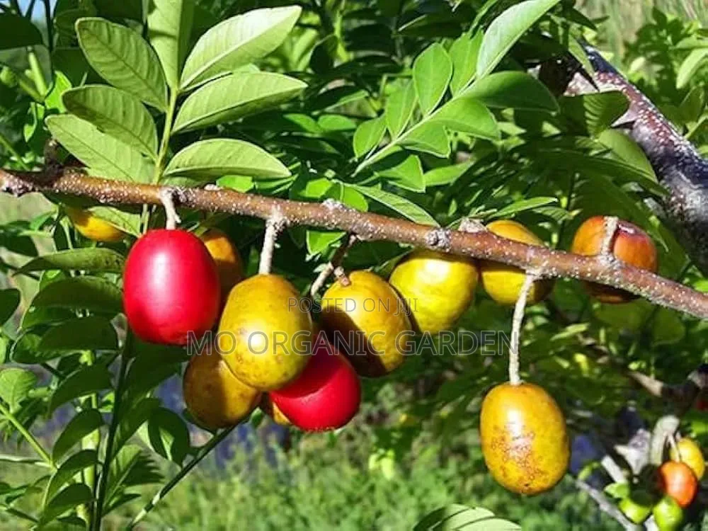 Red Hog Plum Stem Cuttings for Sale