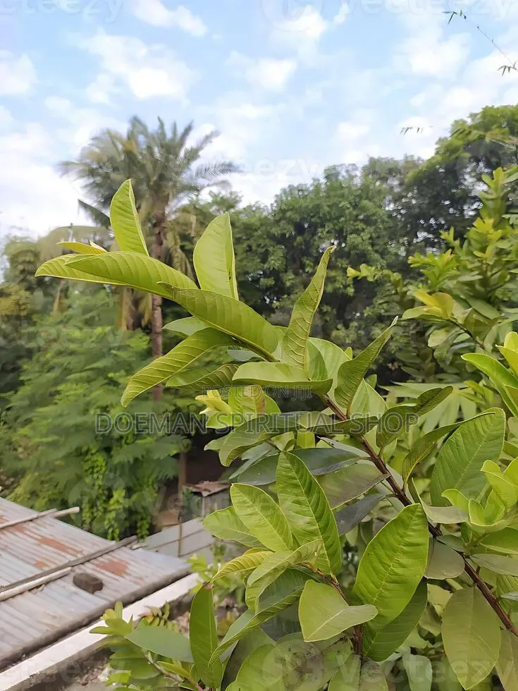 Guava Leaves
