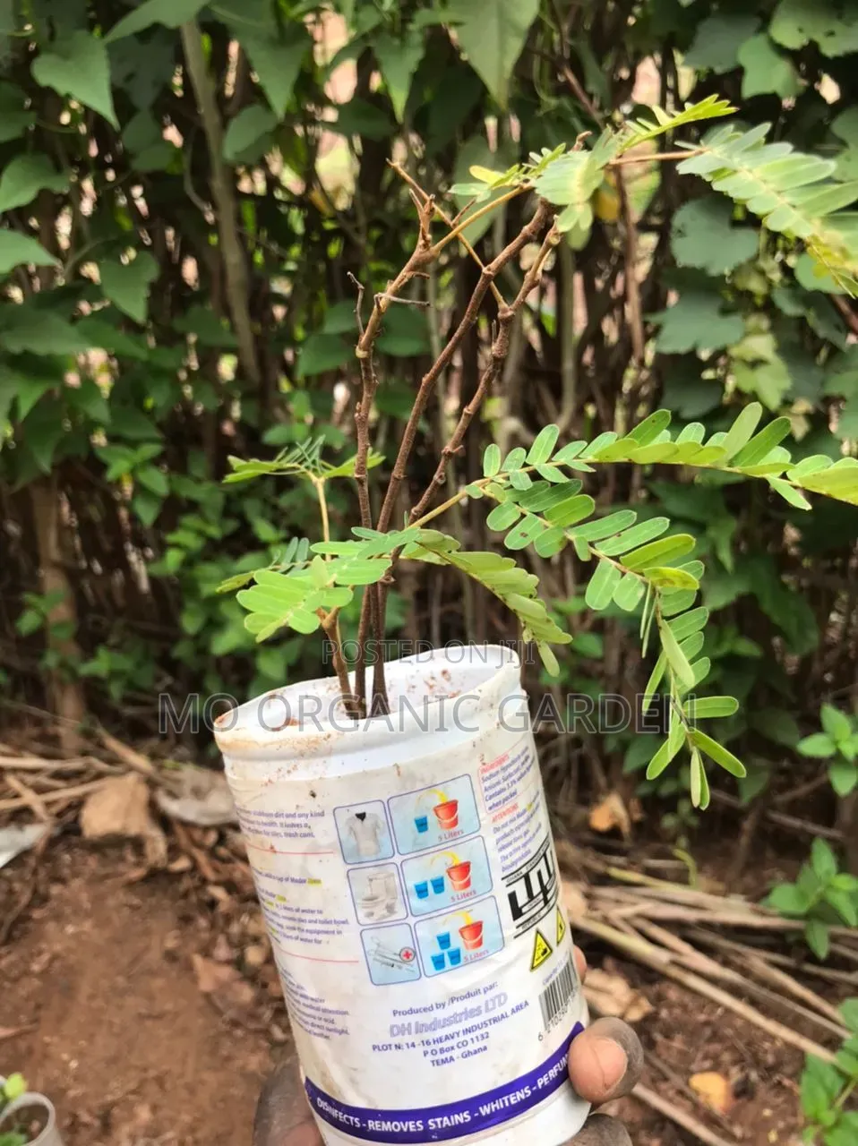African Locust Bean (Dawadawa)Plant
