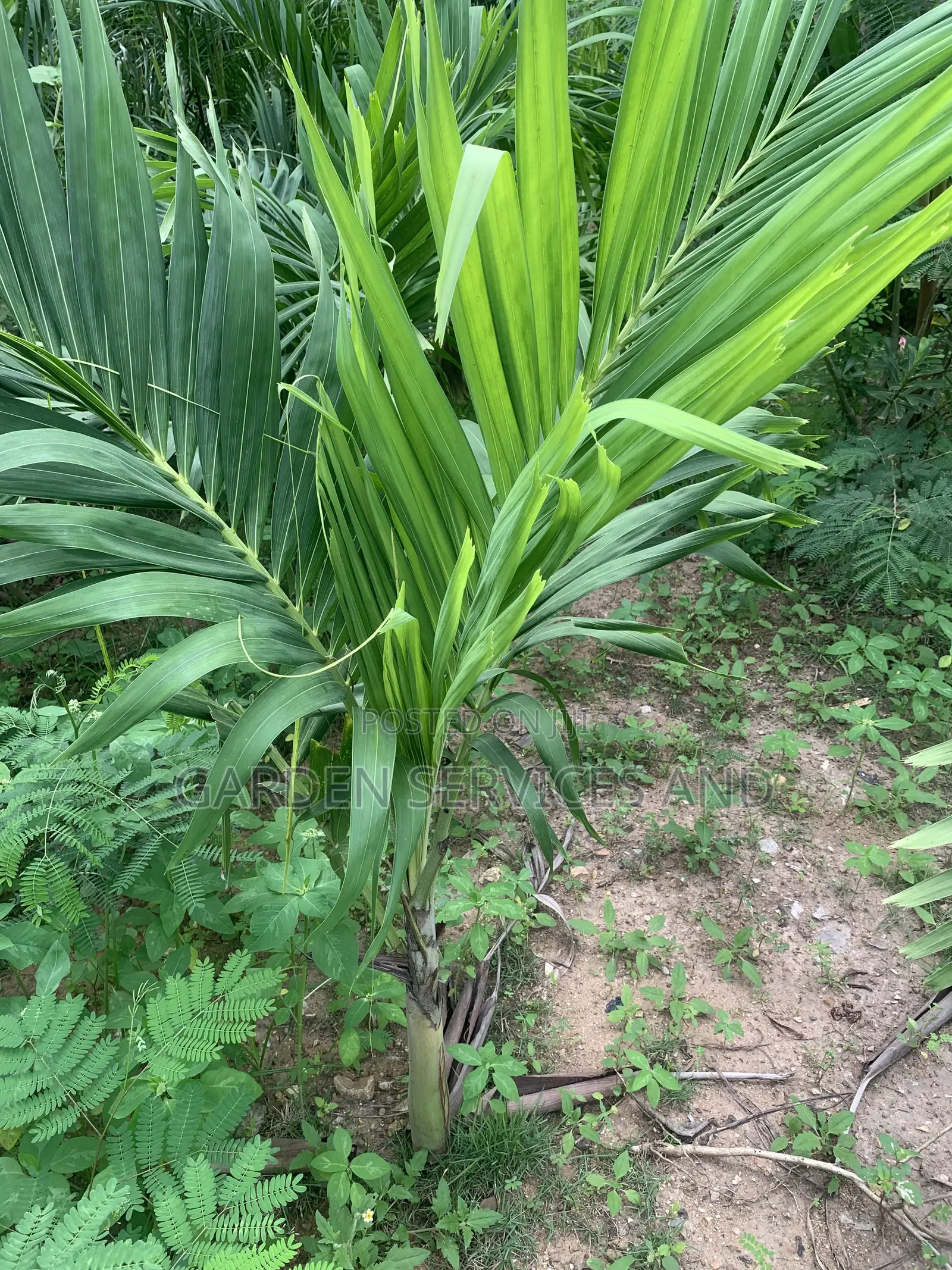 Dwarf Veitchia Palm for Sale