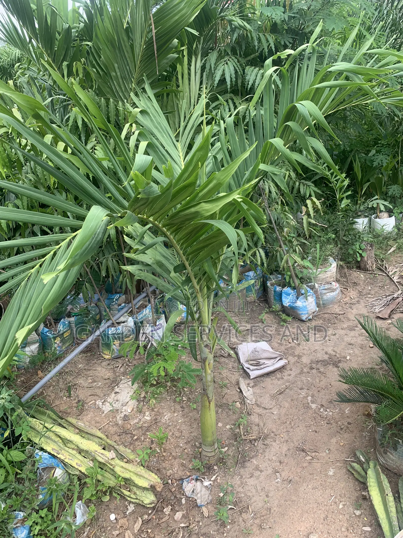 Dwarf Veitchia Palm for Sale