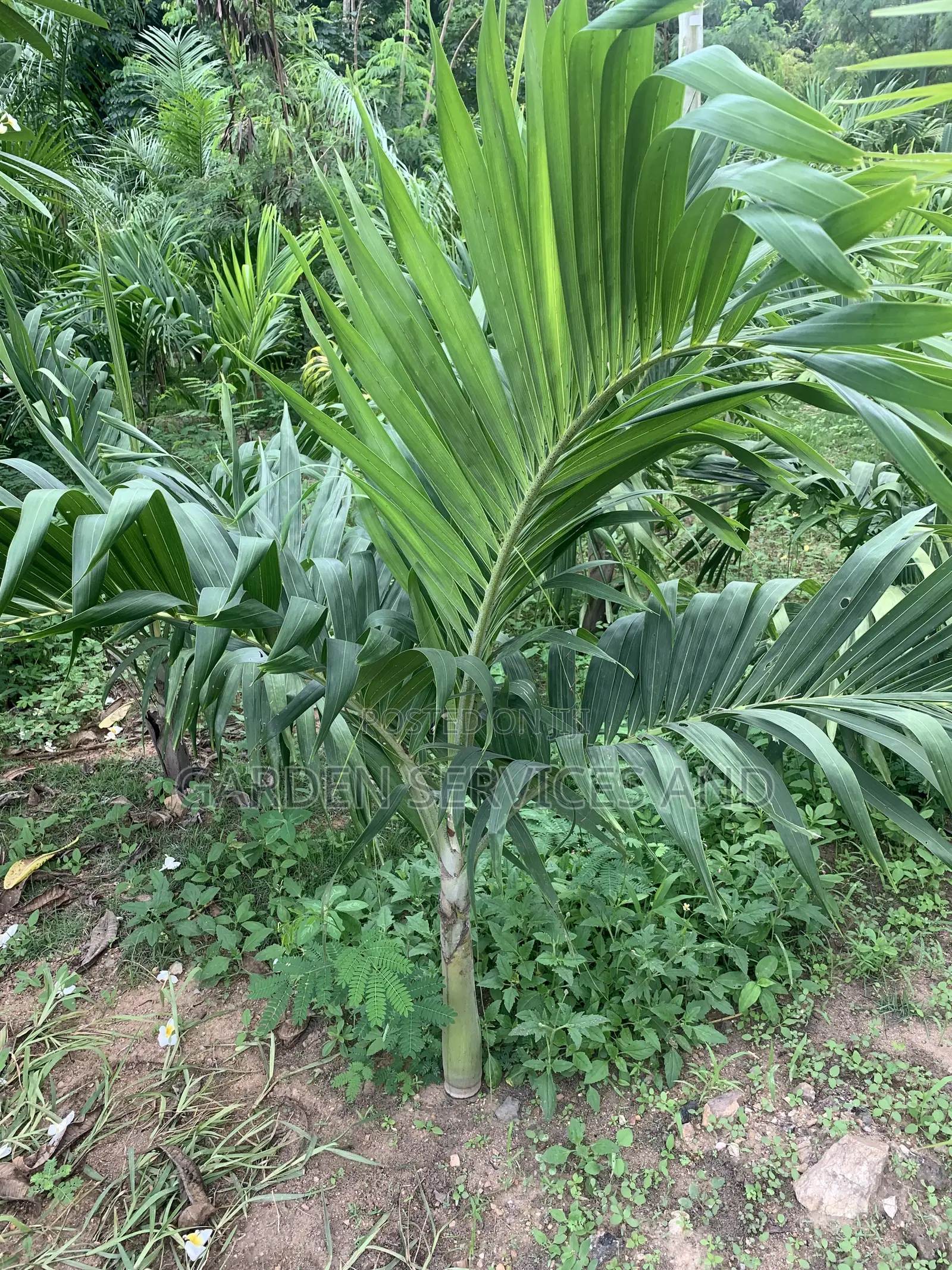 Dwarf Veitchia Palm for Sale