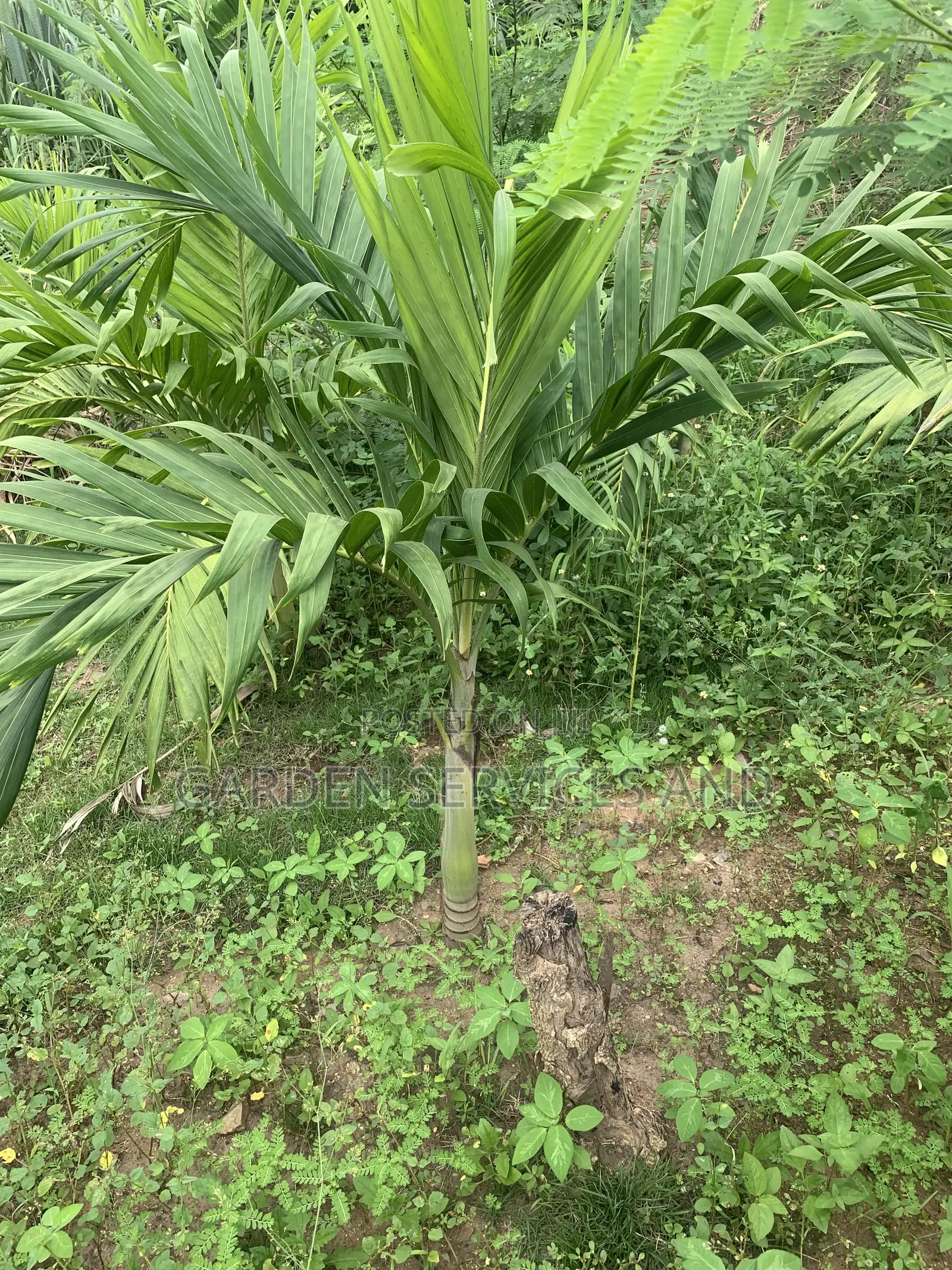 Dwarf Veitchia Palm for Sale