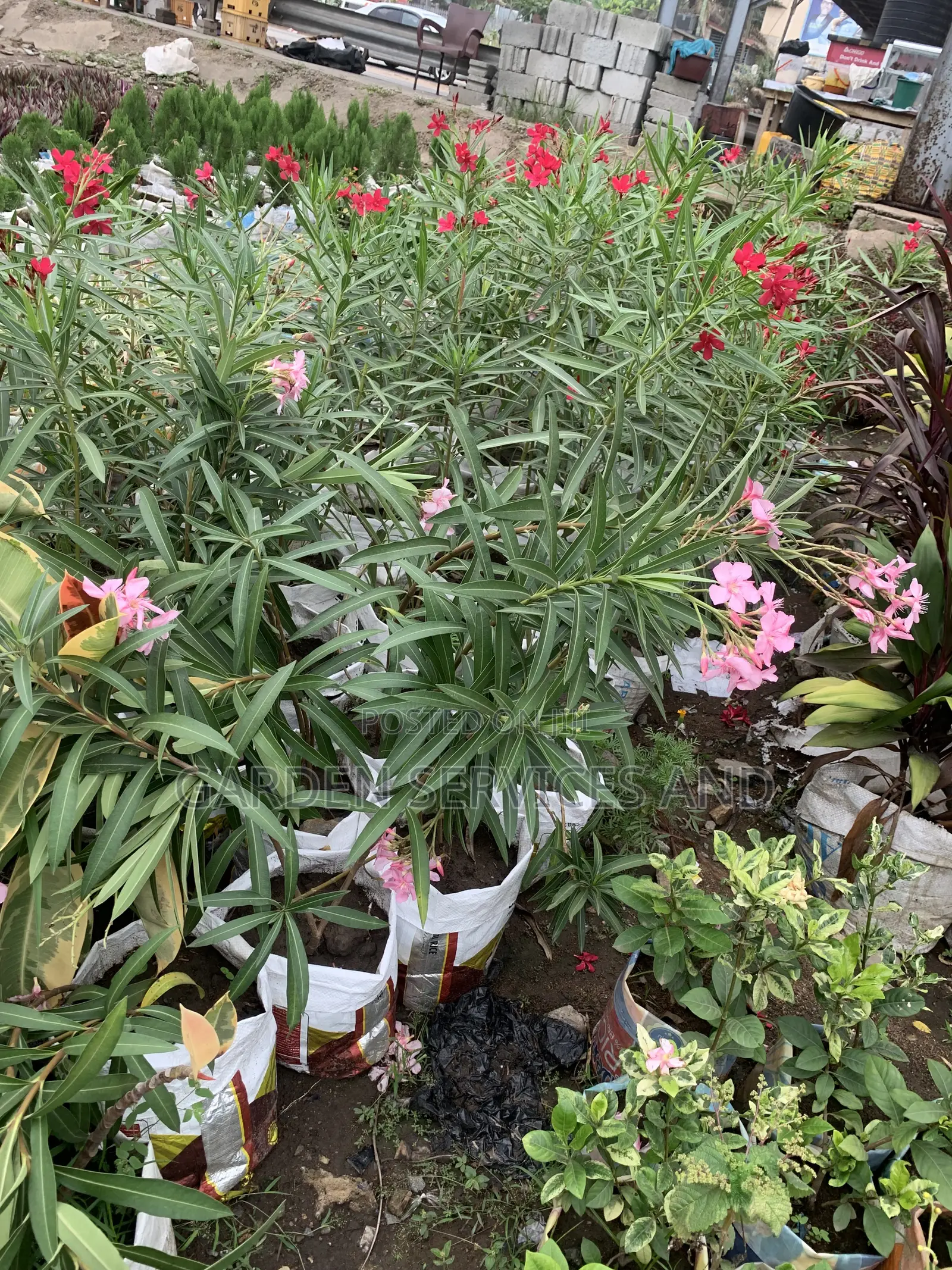 Oleander for Sale